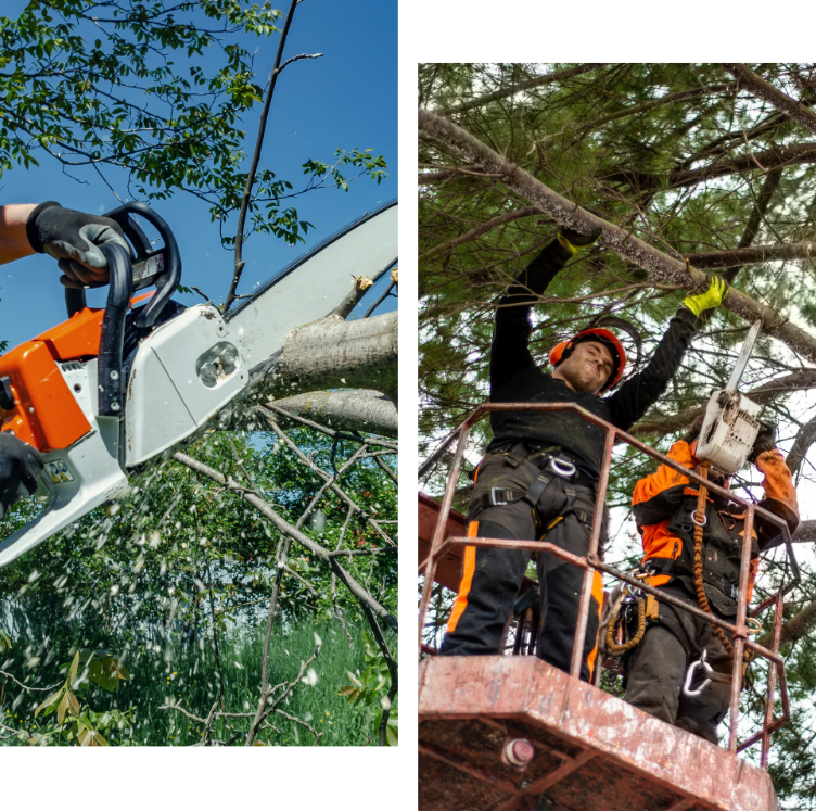 Tree services Tree services
